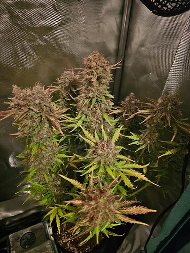 Growreport Bild 17