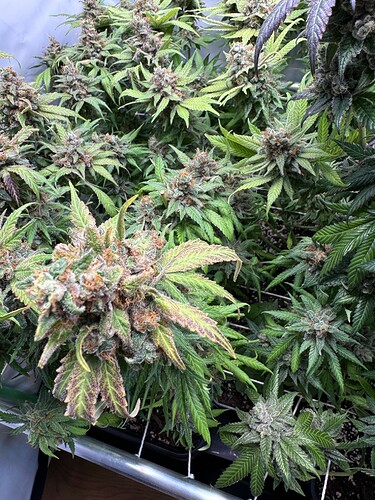 Growreport Bild 24