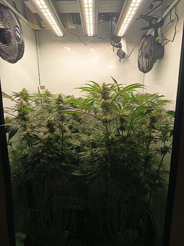 Growreport Bild 32