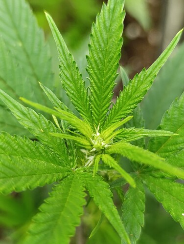 Growreport Bild 8