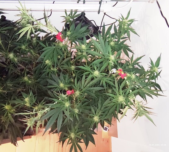 Growreport Bild 2