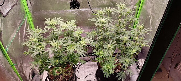 Growreport Bild 68