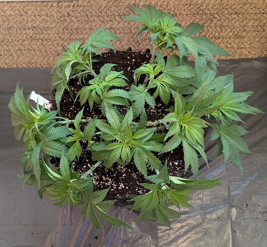 PXL_20250418_065732286.MP~2