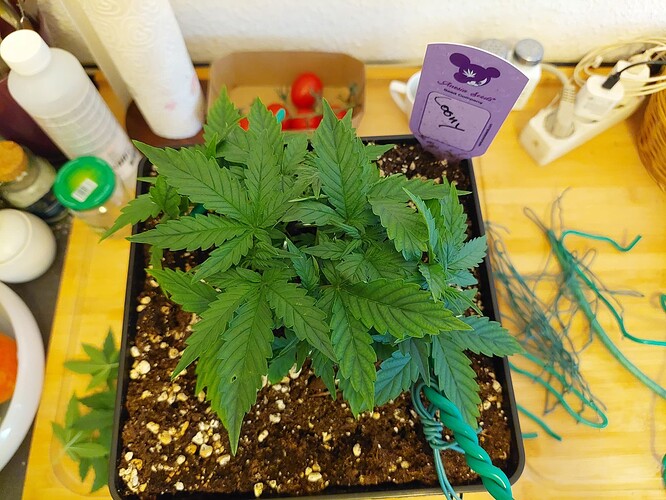 Growreport Bild 1