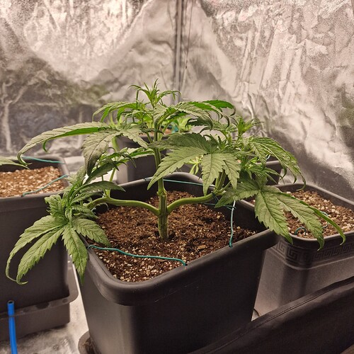 Growreport Bild 10