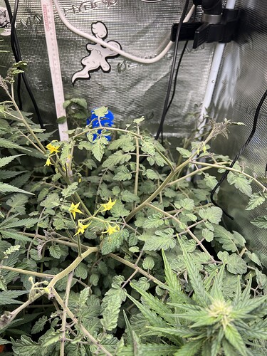 Growreport Bild 5
