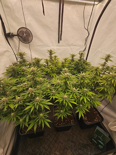 Growreport Bild 3