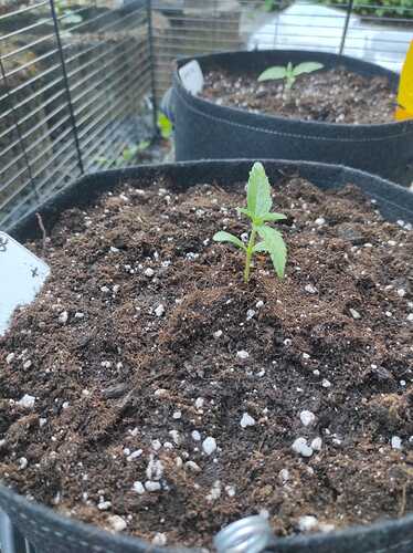 Growreport Bild 3