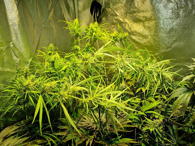 Mehrere Cannabis-Pflanzen im Wuchsstadium in einem Zelt, mit deutlichen Anzeichen von beginnender Blütenbildung.
