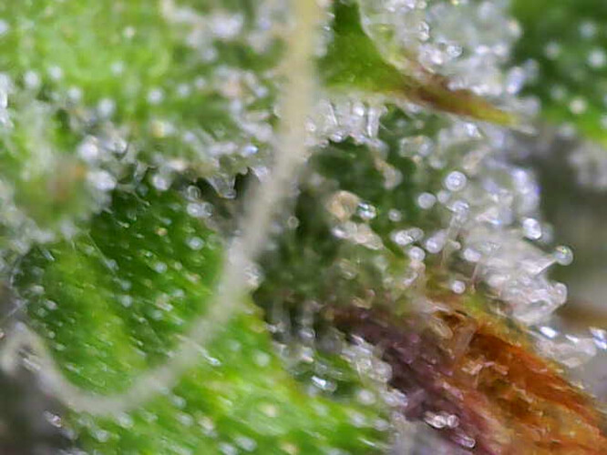 Image_2025-01-06 16_39_22_192