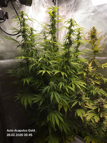 Eine blühende Cannabis-Pflanze in einem Grow-Zelt.