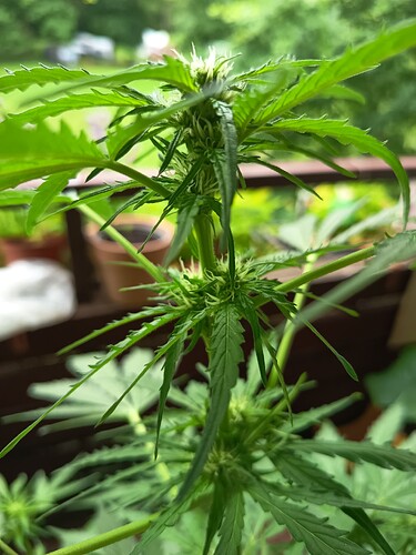 Growreport Bild 3