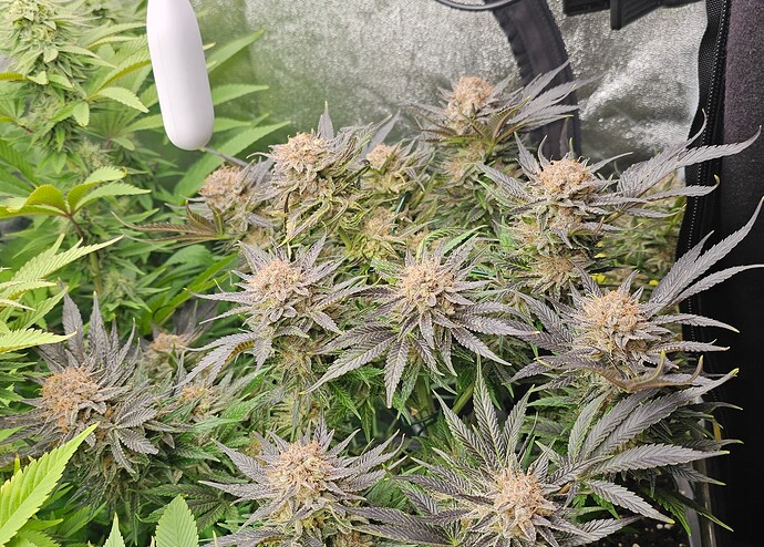 Growreport Bild 37