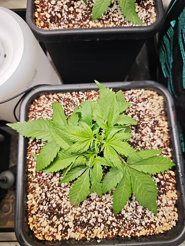 Growreport Bild 31