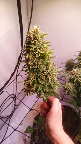 Growreport Bild 8