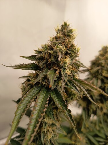 Growreport Bild 26