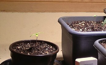 Zwei junge Cannabis-Sämlinge in Töpfen unter einer Lichtquelle, einer davon zeigt einen rötlichen Stiel.
