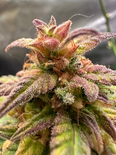 Growreport Bild 20