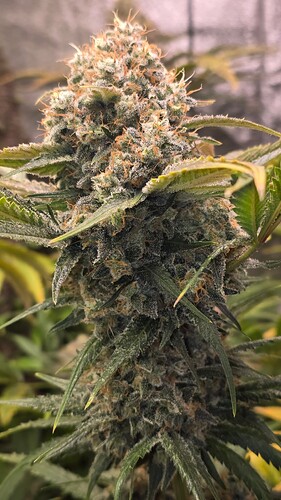 Growreport Bild 1