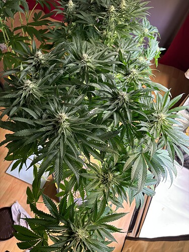Growreport Bild 49