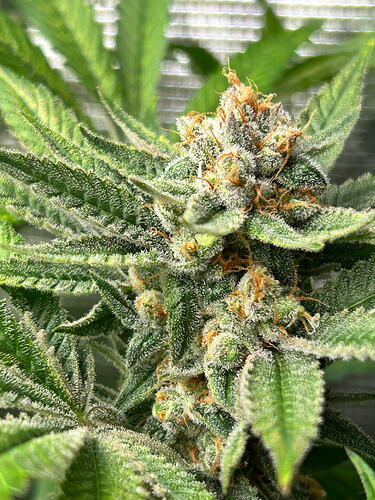 Growreport Bild 10