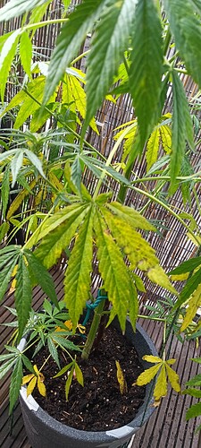 IMG_20240619_131237