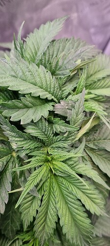 Growreport Bild 30
