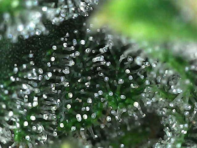 Growreport Bild 3