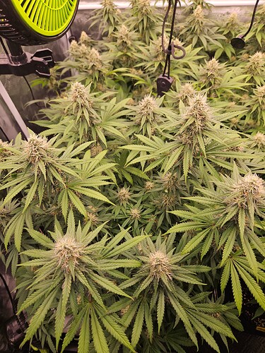 Growreport Bild 7