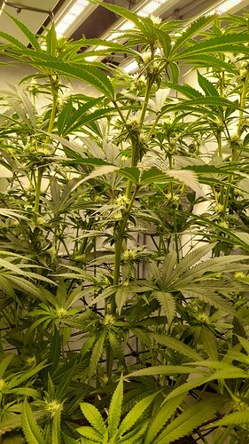 Growreport Bild 7