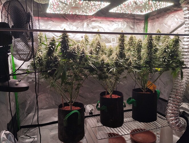 Growreport Bild 13