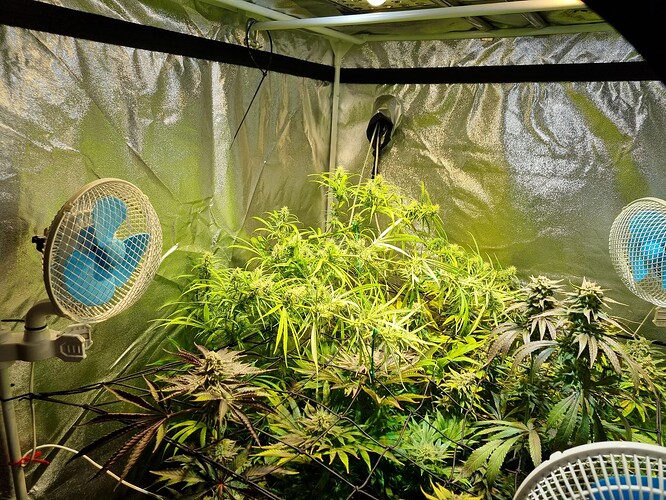 Mehrere Cannabis-Pflanzen in der Blütephase in einem Growzelt, beleuchtet von einer Lampe. Zwei Ventilatoren sind sichtbar, einer links und einer rechts im Bild.