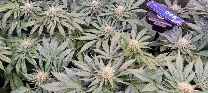 Growreport Bild 21