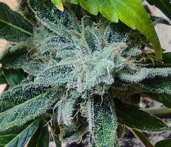 Growreport Bild 27