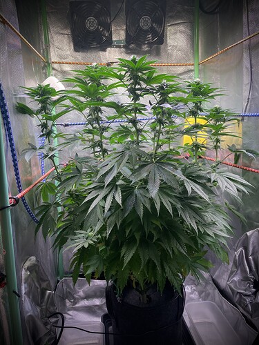 Growreport Bild 2