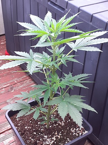 Growreport Bild 34