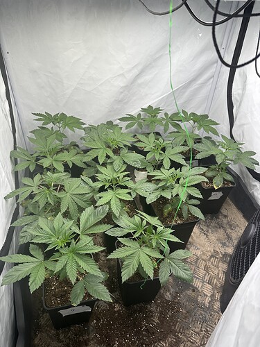 Growreport Bild 1