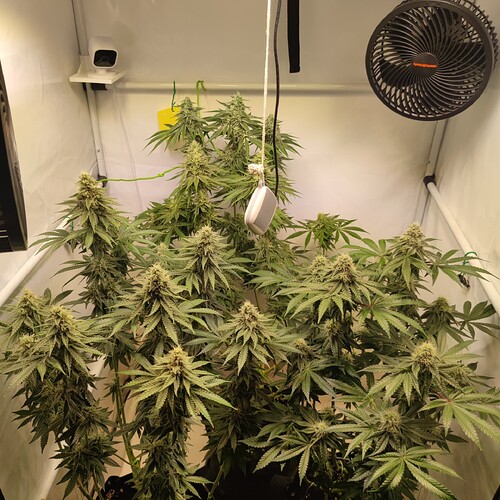 Growreport Bild 9