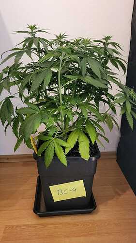 Growreport Bild 16