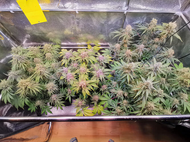 Growreport Bild 1