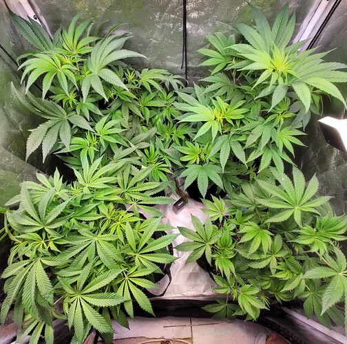 Growreport Bild 3