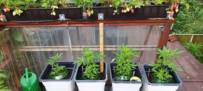 Growreport Bild 11