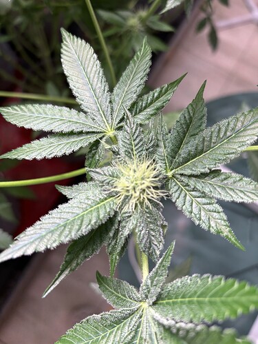 Growreport Bild 45