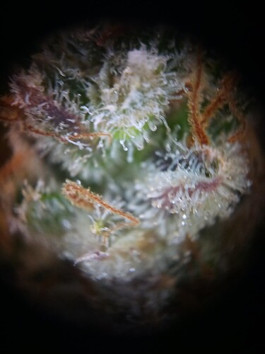 Growreport Bild 3