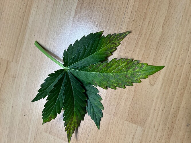 Growreport Bild 38