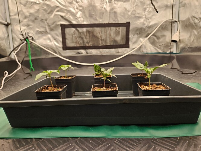 Growreport Bild 19