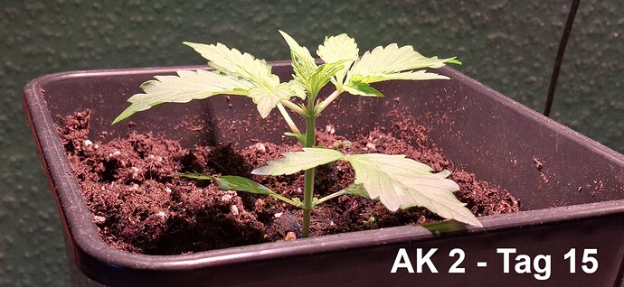ak2-tag15