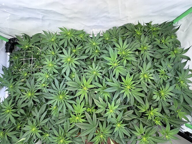 Growreport Bild 8
