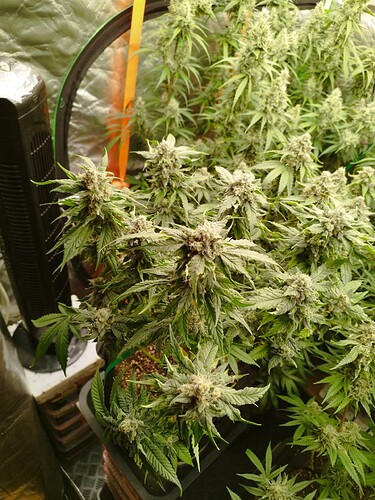 Mehrere blühende Cannabispflanzen mit dichten, harzigen Blütenständen und breiten Blättern, die in einem Zelt wachsen.