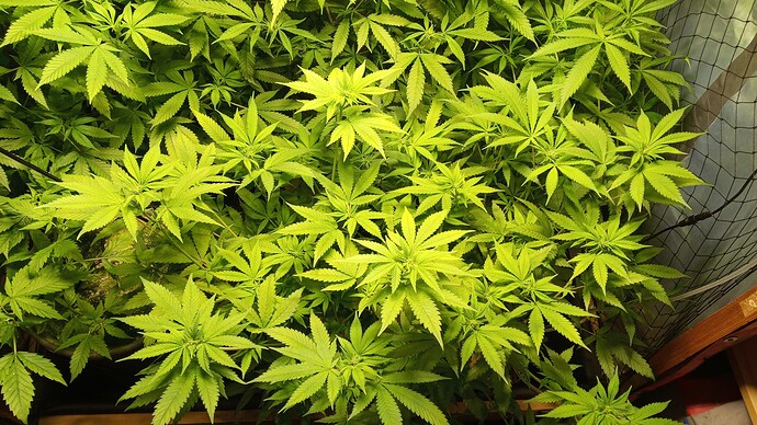 Growreport Bild 7